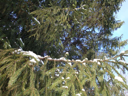 In winter, the snowflakes clung beautifully to the Christmas tree branches. Good New Year spirit. Christmas spirit.の写真素材