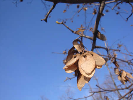 Dry yellow seeds of alder birch against the background of a winter blue sky on a bright sunny day.