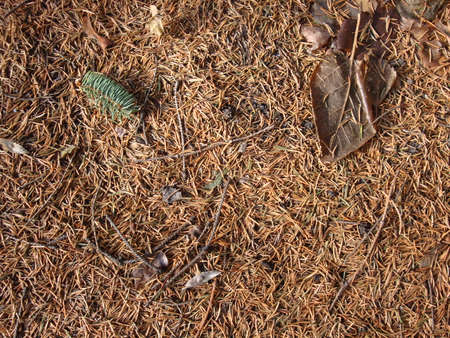 Brown old dry needles are beautiful carpet under a coniferous treeの写真素材