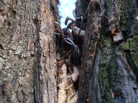 Structure of dry trees and bark of living trees. Brown shades.の写真素材