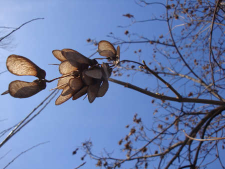 Dry yellow seeds of alder birch against the background of a winter blue sky on a bright sunny day.の写真素材