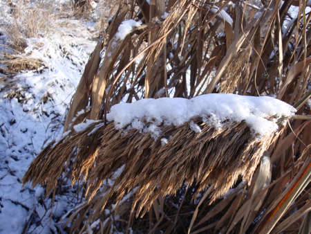 Dry brown river reed under the snow in sunny winter rays. Beautiful reed tassels.の写真素材