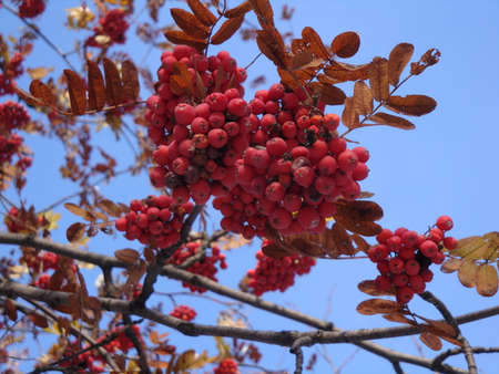 Bright red berries under white snow. Blue sky and bright sun in a winter fresh day.の写真素材