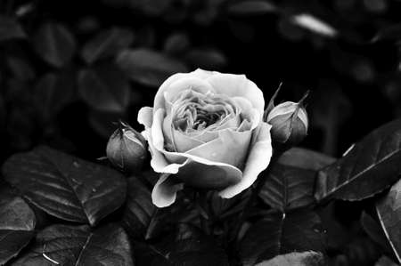 Beautiful flowers. Black and white photos closeup