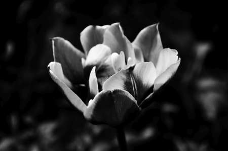 Beautiful flowers. Black and white photos closeup
