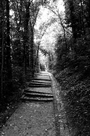 Stone-paved staircase in a shady alley.の写真素材