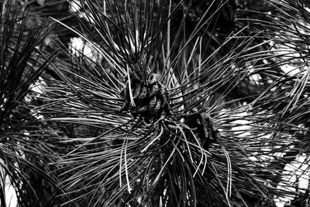 Landscape in the park with beautiful plants.の写真素材