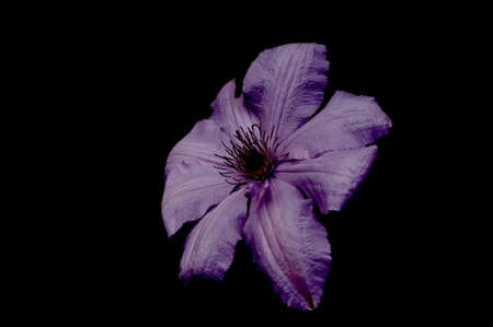 Beautiful flowers on a black background. An isolated photograph. Quality colorの写真素材