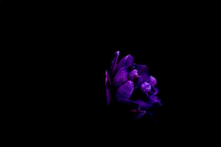 Beautiful flowers on a black background. An isolated photograph. Quality colorの写真素材