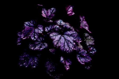 Beautiful flowers on a black background. An isolated photograph. Quality colorの写真素材