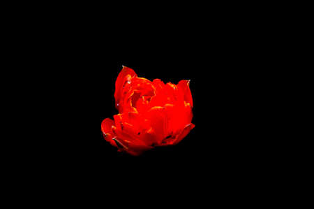 Beautiful flowers on a black background. An isolated photograph. Quality colorの写真素材