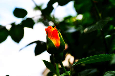 Pink, orange and red roses on the background of green foliageの写真素材