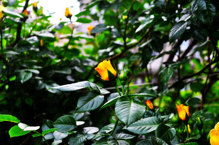 Pink, orange and red roses on the background of green foliageの写真素材