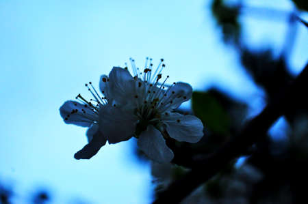 Cherry blossoms with nice background color for adv or others purpose use on the background blue skyの写真素材