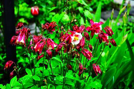 Beautiful little flowers on the background of green foliage in a lovely quality.の写真素材