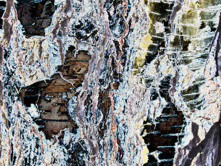Seamless tree bark texture. Endless wooden background for web page fill or graphic design. Neon