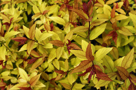 Beautiful background of yellow summer leaves in the park - green, yellow, orange, redの写真素材