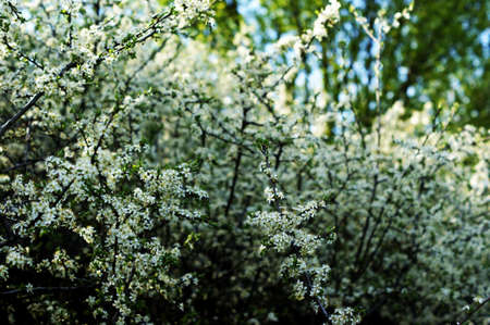 Spring border background with beautiful white flowering branches. Pastel pink background, bloom...