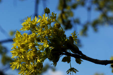 Beautiful leaves of a tree in front of blue sky with clouds for backgrounds, textures, Greeting Cardsの写真素材