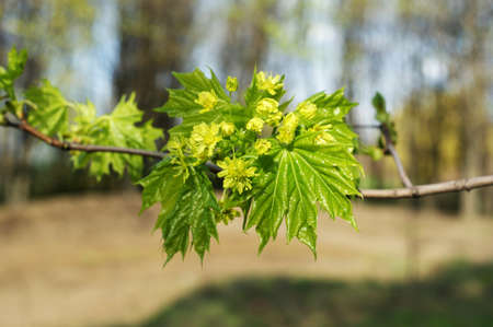 Spring Nature. Beautiful Landscape. Park with Green Grass and Trees. Tranquil Backgroundの写真素材