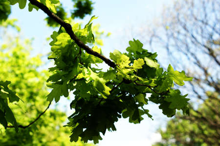 Beautiful leaves of a tree in front of blue sky with clouds for backgrounds, textures, Greeting...