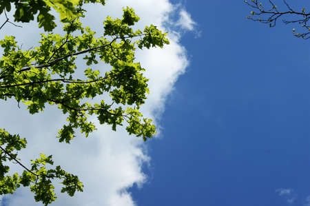 Beautiful leaves of a tree in front of blue sky with clouds for backgrounds, textures, Greeting Cardsの写真素材