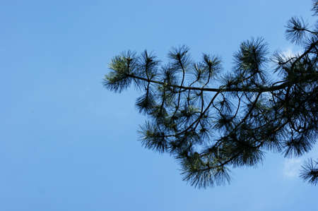 Low angle view of long pine cones on a pine branch with warm sunlight falling on the branch - clear blue sky in the backgroundの写真素材