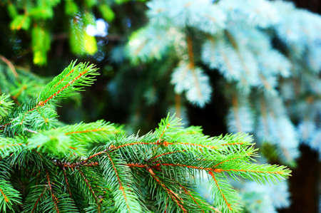 fresh green pine branches in the sunny forest on the background of spring mountains