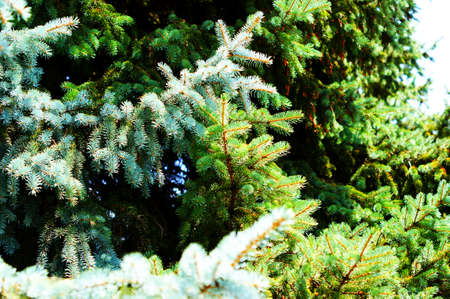 fresh green pine branches in the sunny forest on the background of spring mountains