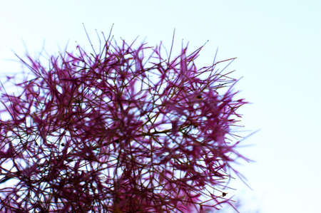 Amazing pink fluffy grass in the sun. Beautiful winter nature background macro. Fluffy stems of tall grass under snow in winter in snowfall. Fabulous fairy idyllic artistic image of winter.の写真素材