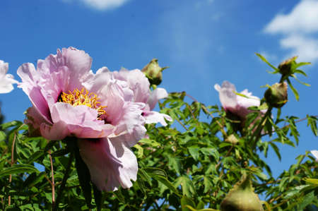 Blooming tea rose on a blue background with clouds - for postcardの写真素材