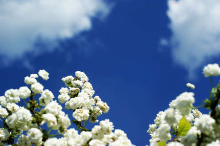 White flowers similar to bells on a background of green foliageの写真素材