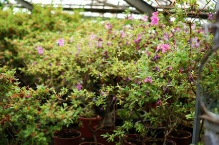 Flowers at the green house. Blooming multi-colored flowers. Houseplants in the orangery.