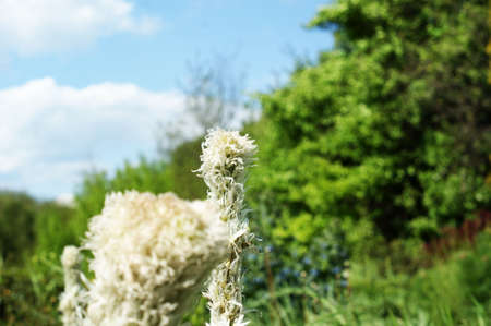 Exotic white fluffy wildflowers on a background of garden greenery Beautiful fluffy wildflowers at sunsetの写真素材