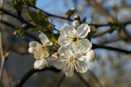 Pink blossoms on the branch with blue sky during spring blooming Branch with pink sakura blossoms...