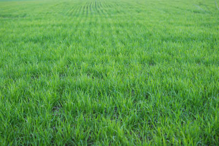 Young green wheat grows in a field. Rows with wheat sprouts