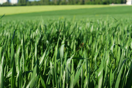 Green grass pattern and texture for background. Close-up image.