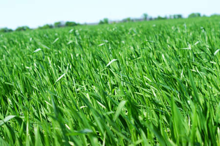 Young green wheat grows in a field. Rows with wheat sprouts