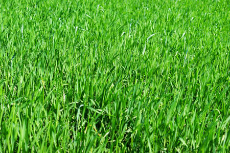 Young green wheat grows in a field. Rows with wheat sprouts