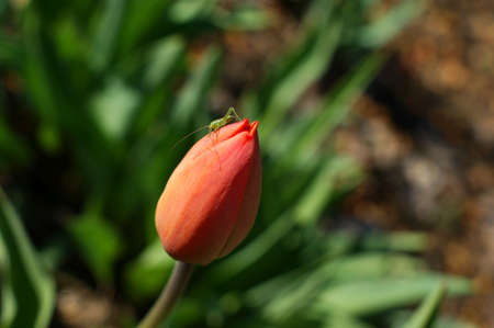 Close-up of a spring and young red tulip with leaves growing on a clearing in a wild forestの写真素材
