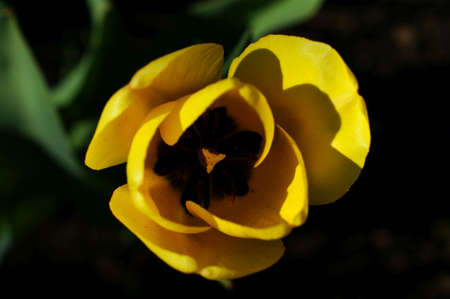 View of yellow tulip rows in summer time. Single flower in the wild