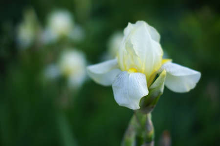 Iris bearded, flowers of iris in the garden, bearded irises wonderful flower, flower irises