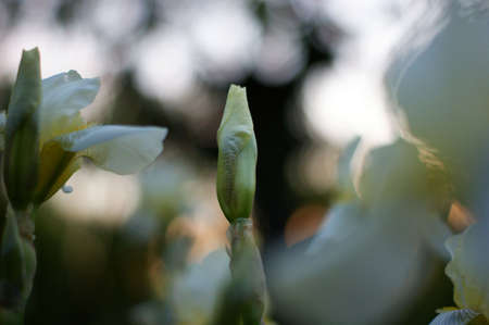 A Beautiful young Iris growing outside during spring using a shallow depth of field with room for...