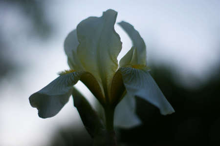 Iris bearded, flowers of iris in the garden, bearded irises wonderful flower, flower irises