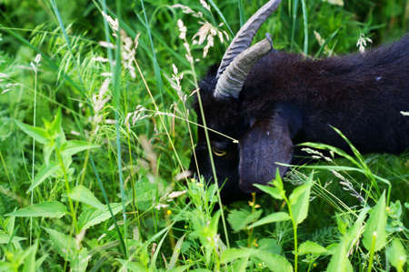 The black goat grazes among the green grasses on its own