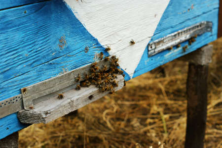 Bees at old hive entrance. Bees are returning from honey collection to blue hive. Bees are at...