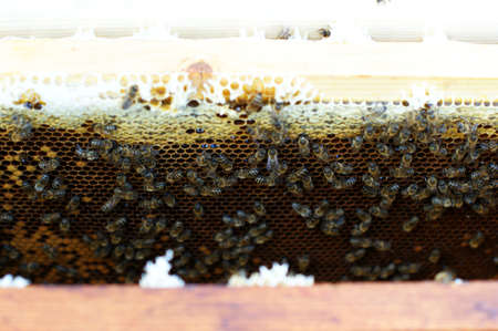 Photograph of the inside of a Honey hive containing traditional wooden hive frames. A large number...