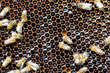 Close up view of the working bees on honeycells. Bees on honeycombs with honey