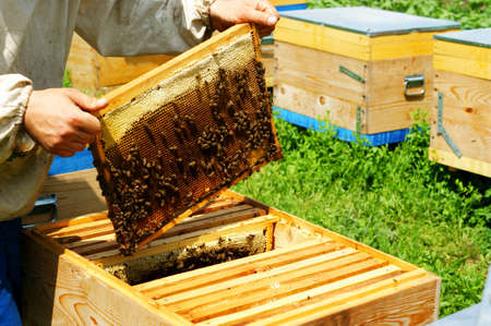 In the hands of the beekeeper honeycombs with honey and bees.