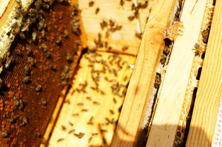 Photograph of the inside of a Honey hive containing traditional wooden hive frames. A large number...